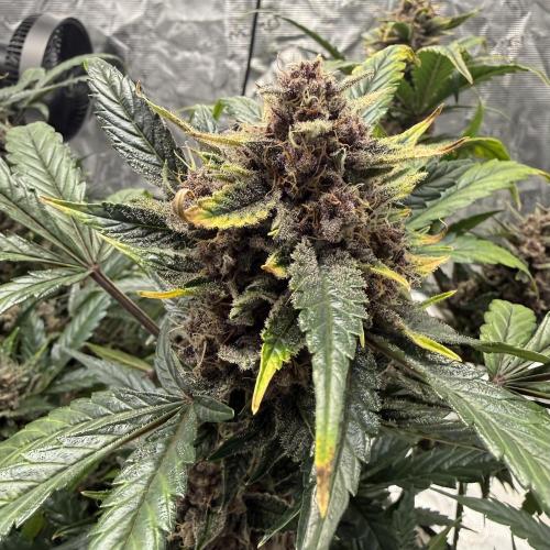 Witcher’s Creek Autoflower. Week 10