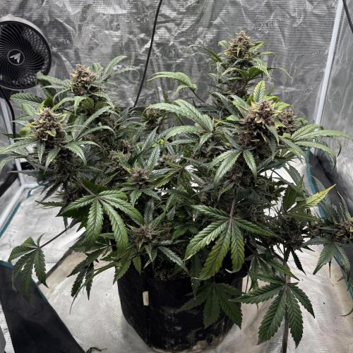 Witcher's Creek. Week 10