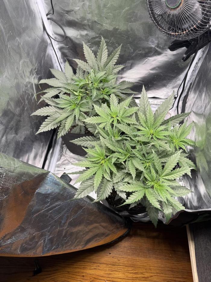 Hella Jelly. Week 4