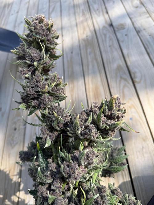 Witcher’s Creek Autoflower. Week 11