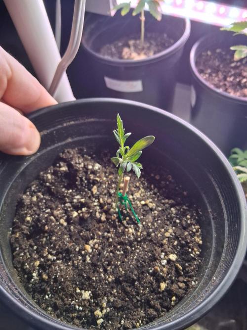 AUTO FROSTY FREAK. Week 1 - Freak leaves beginning 