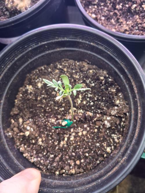 AUTO FROSTY FREAK. Week 1 - She is likeing low powered led up close