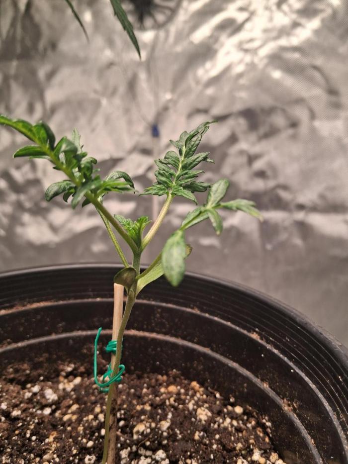 AUTO FROSTY FREAK. Week 3