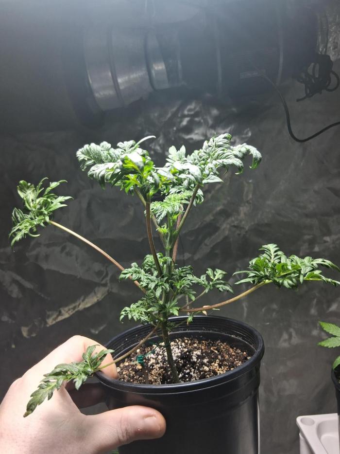 AUTO FROSTY FREAK. Week 4 - Growing good now