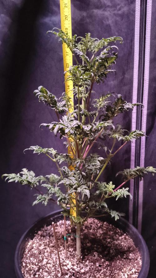 AUTO FROSTY FREAK. Week 6 - 19 inches and growing strong