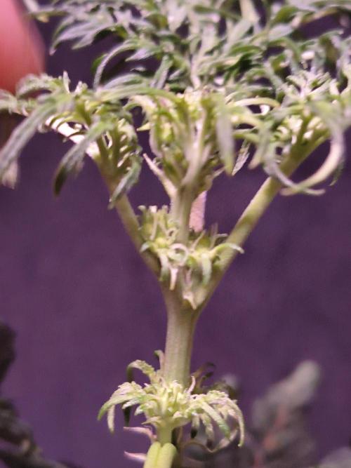 AUTO FROSTY FREAK. Week 6 - 1st pre flowers