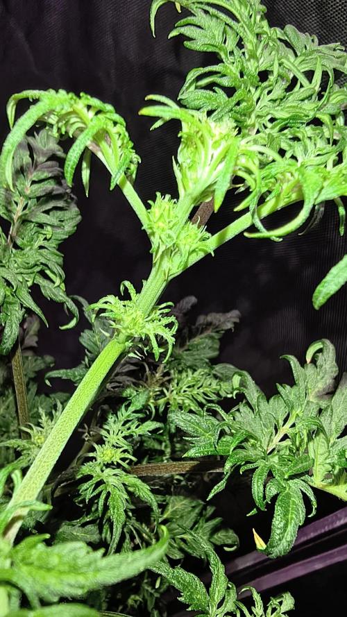 AUTO FROSTY FREAK. Week 6 - Pre flowers