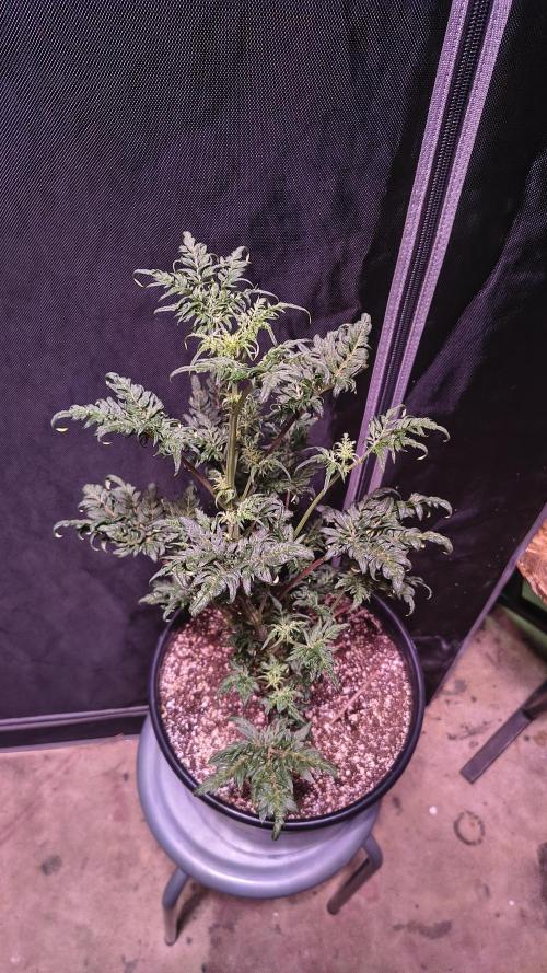Frosty's Auto Freak. Week 6
