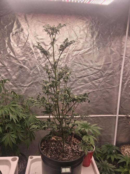 AUTO FROSTY FREAK. Week 7 - I moved her into 4x8 with vegging plants under sf4000 7 inches away 40% power