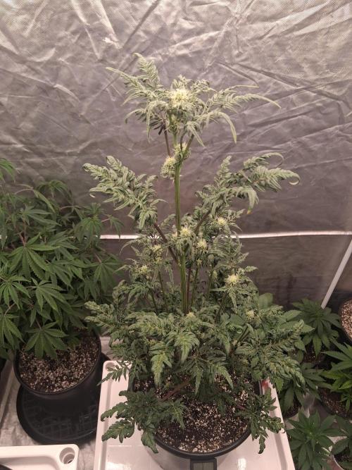AUTO FROSTY FREAK. Week 7 - She is like the higher ppfd its 800