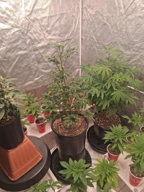 AUTO FROSTY FREAK. Week 7 - Before I raised her 