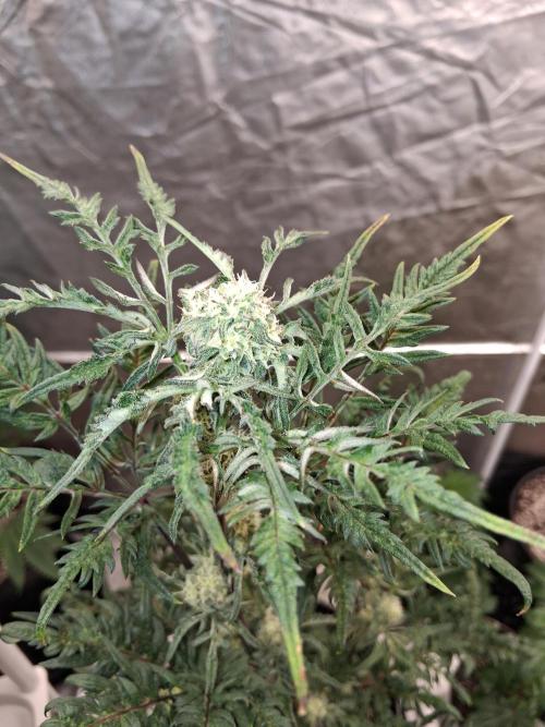 AUTO FROSTY FREAK. Week 9