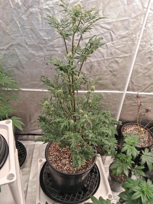 AUTO FROSTY FREAK. Week 9