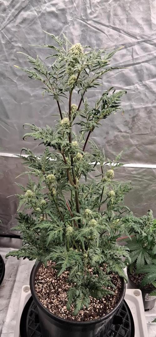 AUTO FROSTY FREAK