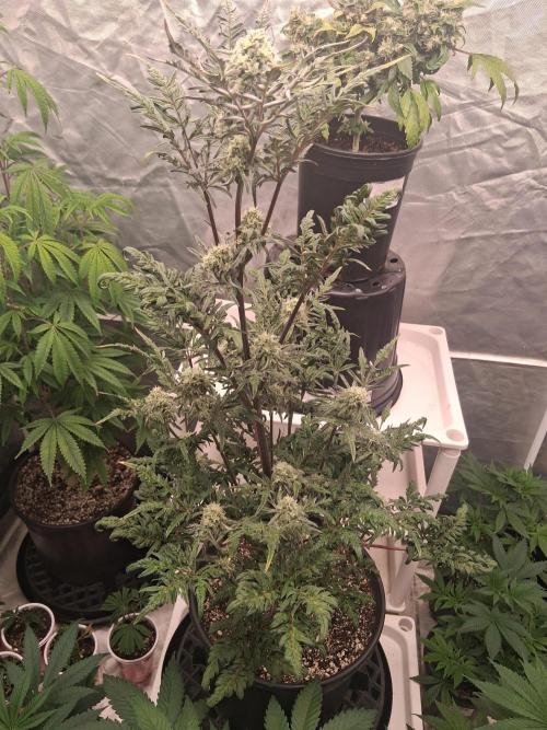 AUTO FROSTY FREAK. Week 10