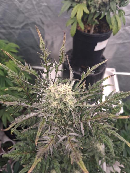 AUTO FROSTY FREAK. Week 10