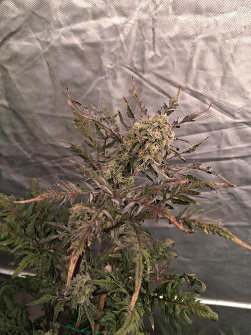 AUTO FROSTY FREAK. Week 11 - I staked her up she was leaning....