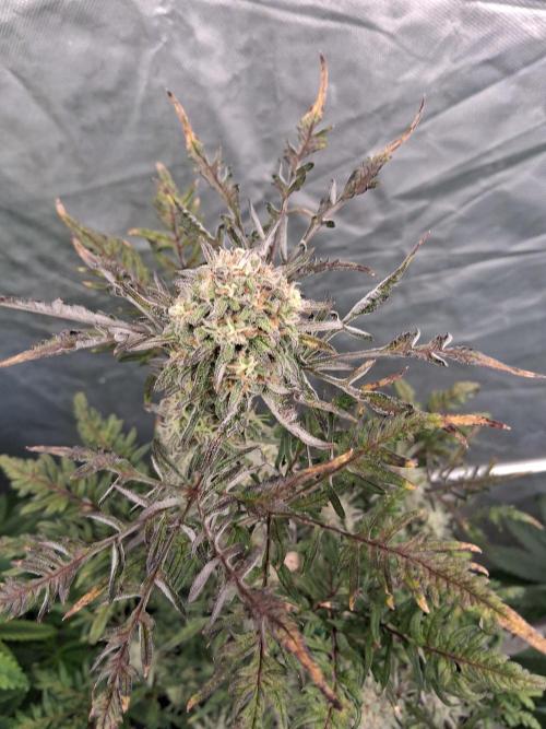 AUTO FROSTY FREAK. Week 11 - She is frosty thats forsure can wait to see her finish.