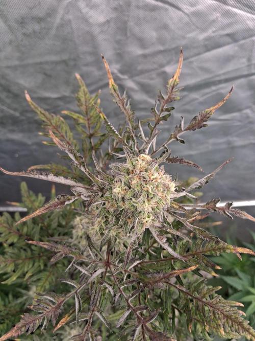 AUTO FROSTY FREAK. Week 11 - Stacking 