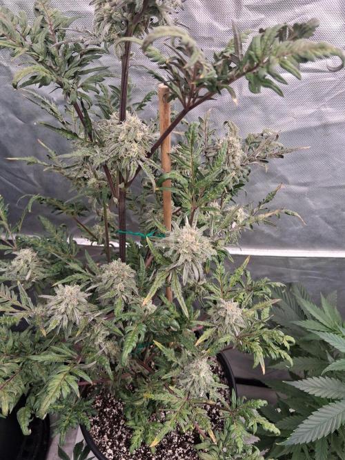 AUTO FROSTY FREAK. Week 11 - Nice lowers too 