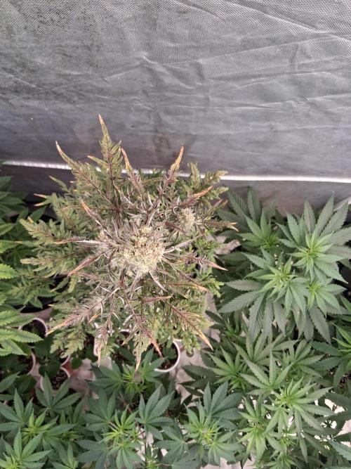 AUTO FROSTY FREAK. Week 11