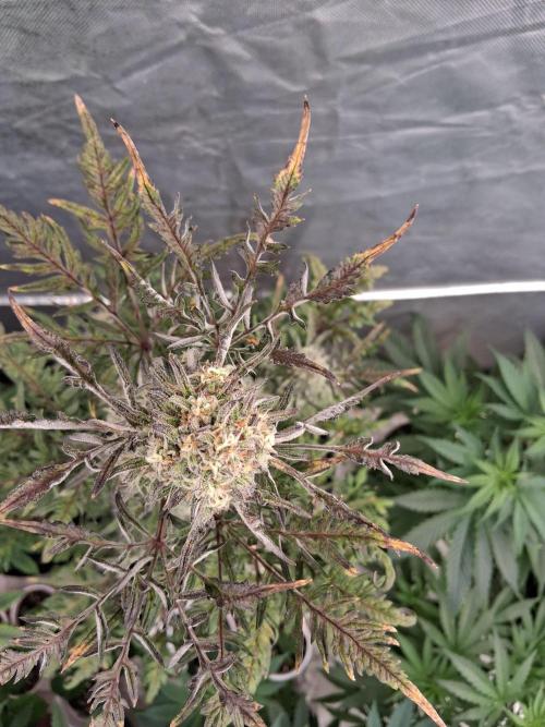 AUTO FROSTY FREAK. Week 11