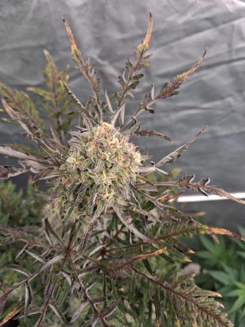 AUTO FROSTY FREAK. Week 11