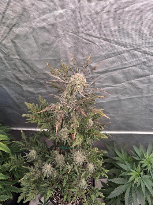 AUTO FROSTY FREAK. Week 11