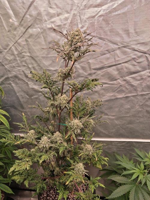 AUTO FROSTY FREAK. Week 11