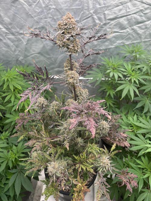 AUTO FROSTY FREAK. Week 12