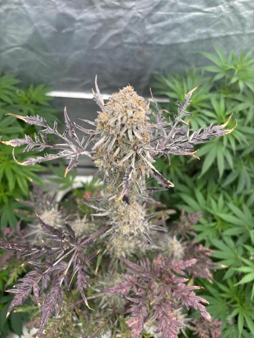 AUTO FROSTY FREAK. Week 12
