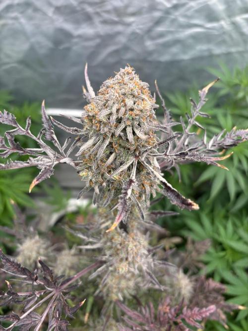 AUTO FROSTY FREAK. Week 12