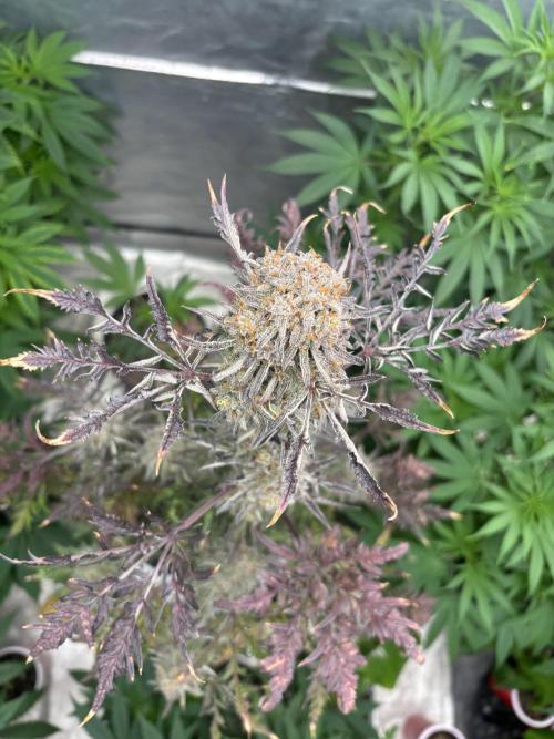 AUTO FROSTY FREAK. Week 12