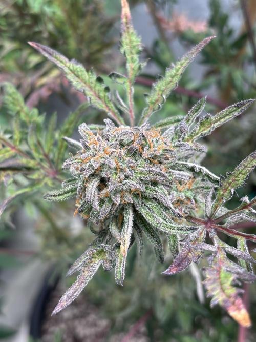 AUTO FROSTY FREAK. Week 12