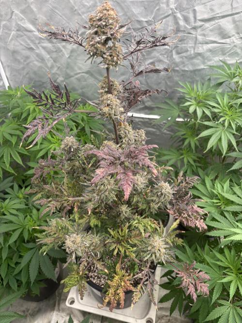 AUTO FROSTY FREAK. Week 12