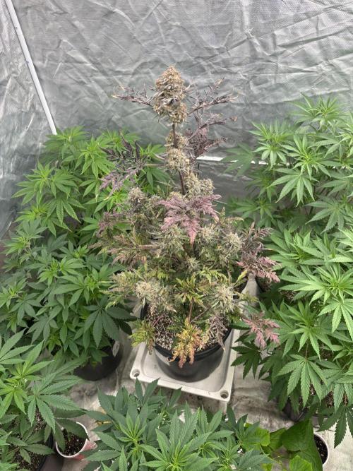 AUTO FROSTY FREAK. Week 12