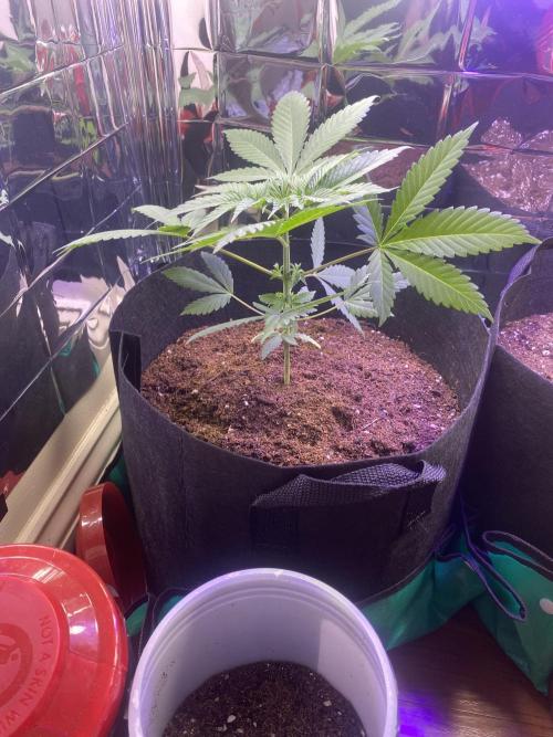 Winter 26”. Week 1 - 10th planet 
