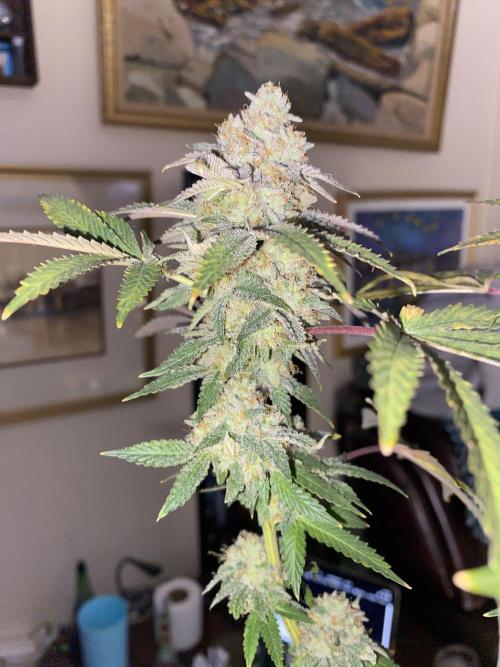 Winter 26”. Week 10 - 10th planet