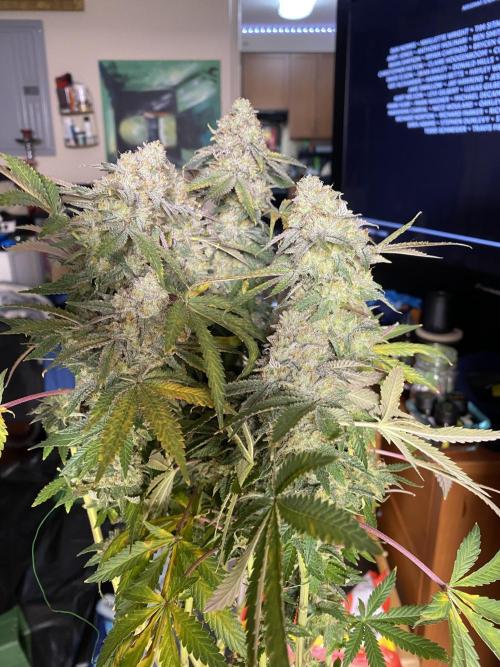 Winter 26”. Week 10 - 10th planet