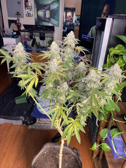 Winter 26”. Week 10