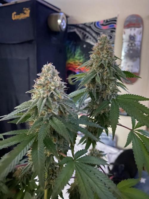 Winter 26”. Week 10