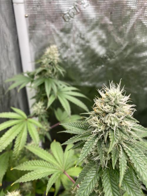 Winter 26”. Week 10