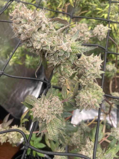 Winter 26”. Week 10