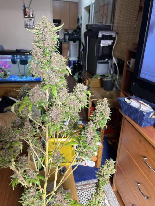 Winter 26”. Week 10