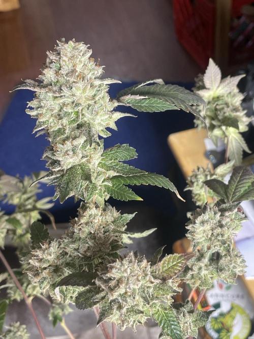 Winter 26”. Week 10