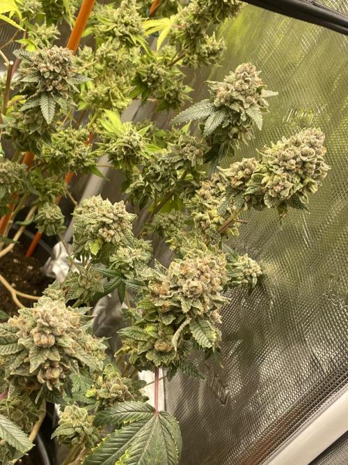 Winter 26”. Week 10