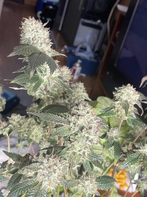 Winter 26”. Week 10