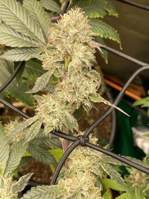 Winter 26”. Week 10