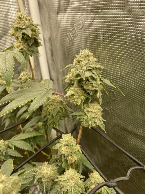 Winter 26”. Week 10