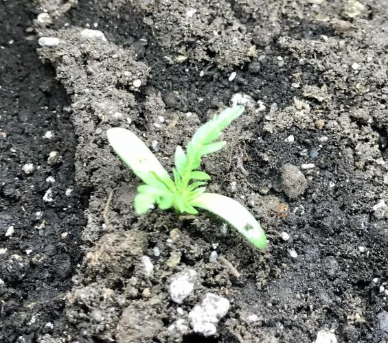 Frosty’s Auto Freak. Week 1 - Day 7 out of soil. Had about 1.5” Stretch, topped up soil around stem.